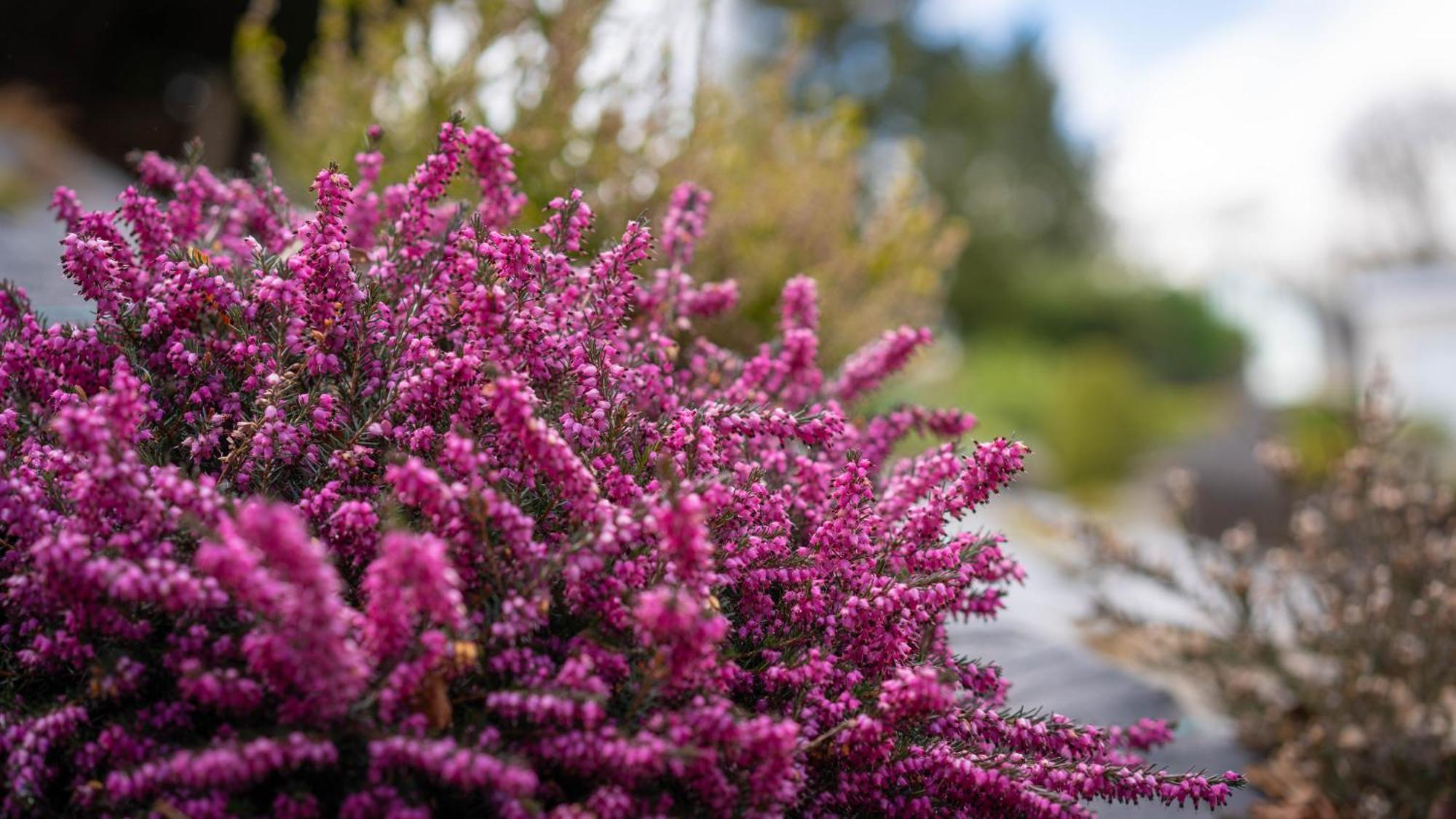 Heather Nook- Luxury Studio In Pitlochry Bagian luar foto